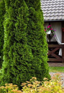 Dekoratif bahçede beyaz perdeleri olan ahşap arbour (yazlık).