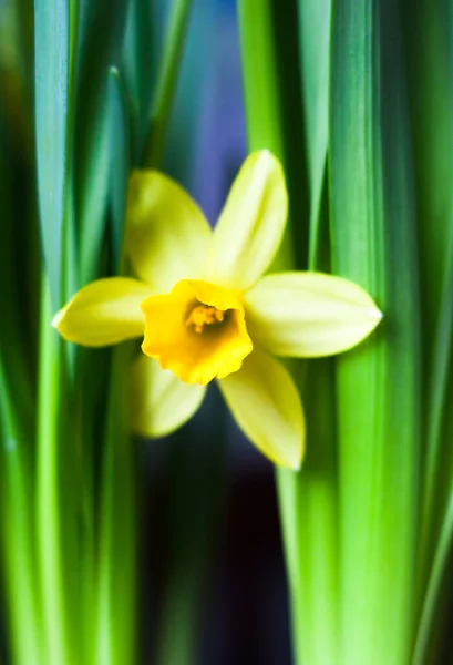 Gele Narcis Narcis Bloem Bloeien Het Vroege Voorjaar — Stockfoto