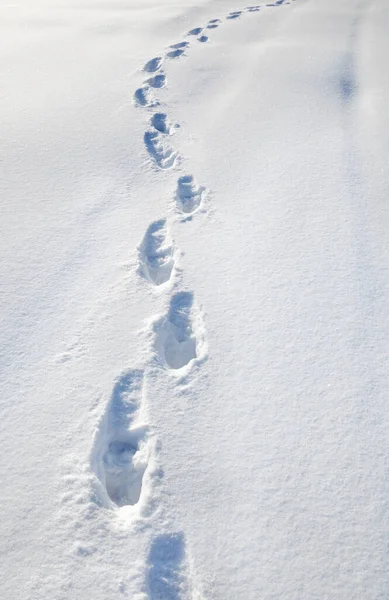 stock image Footprints on the white snow in winter. 