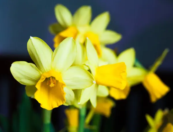 早春に咲く黄色い花穂状花を咲かせます — ストック写真