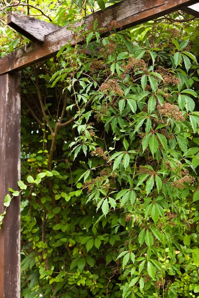 Πράσινος Κισσός Στον Κήπο Parthenocissus Quinquefolia Αναρριχητής Βιρτζίνια Αναρριχητής Βικτώριας — Φωτογραφία Αρχείου
