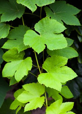 Üzüm bağında yeşil yapraklar ve üzümler.