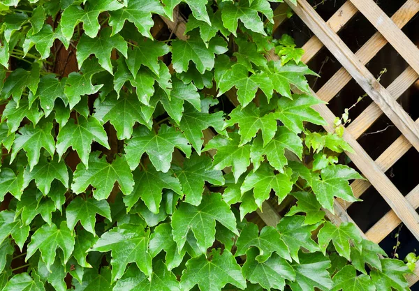 Treillis Jardin Recouvert Feuilles Lierre Vert Parthenocissus Quinquefolia Rampant Virginie — Photo