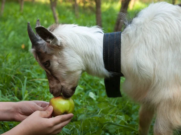 Get Och Ett Äpple Barnets Händer Håller Ett Äpple Närbild — Stockfoto