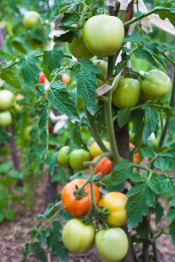 Domatesleri yetiştiriyorum. Domates bitkisi. Sebze bahçesinde olgunlaşmamış domatesler.