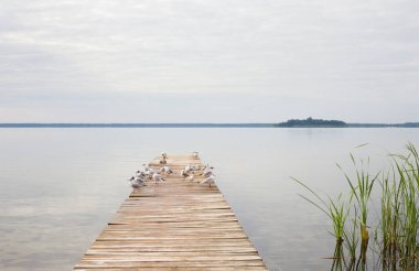 Ukrayna 'da Svitiaz Gölü' ndeki tahta iskele. Rıhtımdaki martılar. 