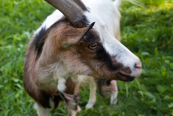 Horned Brown Goat Green Garden Close Dairy Farm Milk Farm — Stockfoto