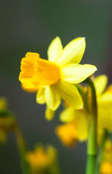 Flores Narciso Amarelo Narciso Florescendo Início Primavera — Fotografia de Stock