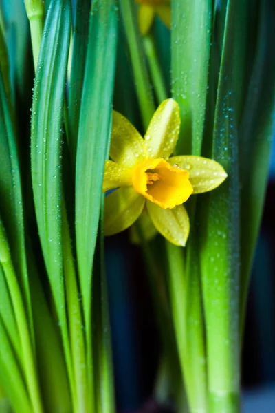 Narciso Amarelo Narciso Flor Florescendo Início Primavera — Fotografia de Stock