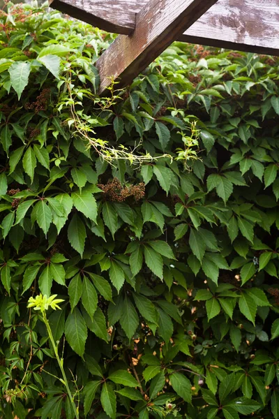 Grüner Efeu Garten Parthenocissus Quinquefolia Virginia Schlingpflanze Victoria Schlingpflanze Fünfblättriger — Stockfoto