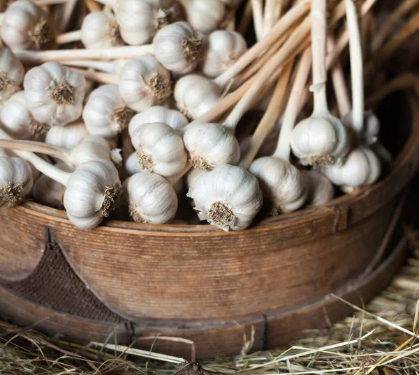 Growing Garlic Rich Harvest Agriculture Farming — Stock Photo, Image