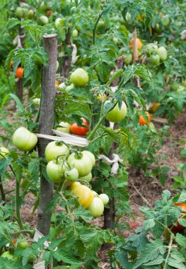 Domatesleri yetiştiriyorum. Domates bitkisi. Sebze bahçesinde olgunlaşmamış domatesler.