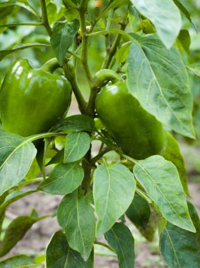 Biber (capsicum) büyüyen. Sebze bahçesinde olgunlaşmamış biber.