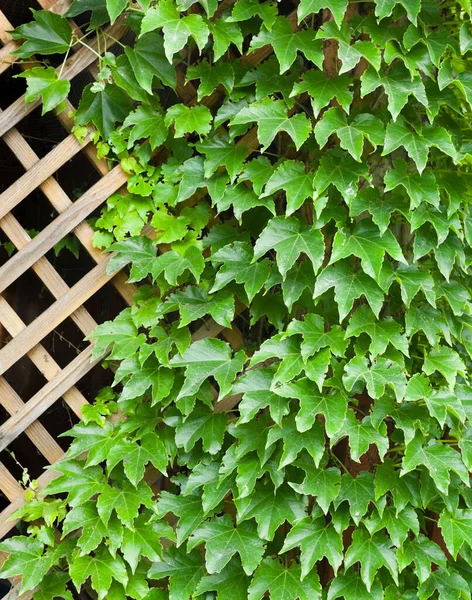 Garden Trellis Covered Green Ivy Leaves Parthenocissus Quinquefolia Virginia Creeper — Stock Photo, Image