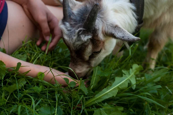Kid Goat Eating Bread Child Hands Green Summer Garden — Stockfoto