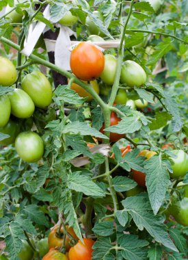 Domatesleri yetiştiriyorum. Domates bitkisi. Sebze bahçesinde olgunlaşmamış domatesler.