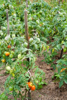 Domatesleri yetiştiriyorum. Domates bitkisi. Sebze bahçesinde olgunlaşmamış domatesler.