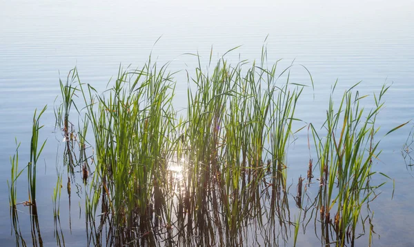 Reeds and sunshine in the water. Water plants. Water surface. Sunny day.