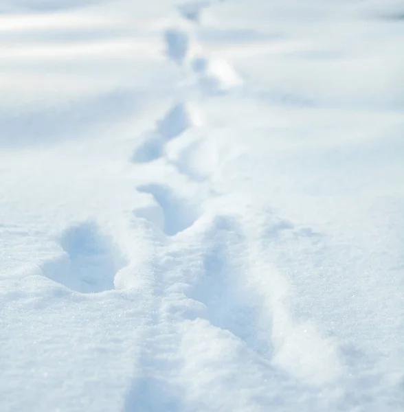 Animal paw prints on the white snow in winter. Animal foot prints. Animal traces.