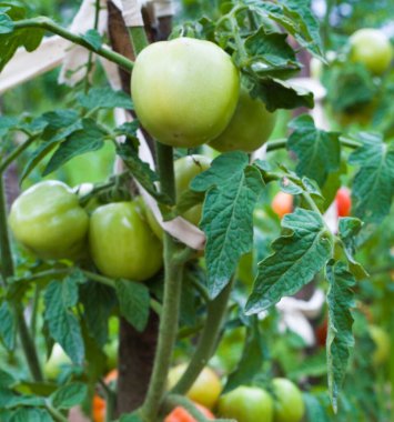 Domatesleri yetiştiriyorum. Domates bitkisi. Sebze bahçesinde olgunlaşmamış domatesler.