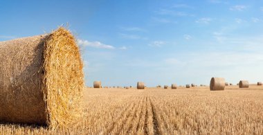 Sahada saman yuvarlanıyor. Yuvarlak saman balyaları. Fırın sahada. Tahıl bitkileri hasat ettim. Tarım.