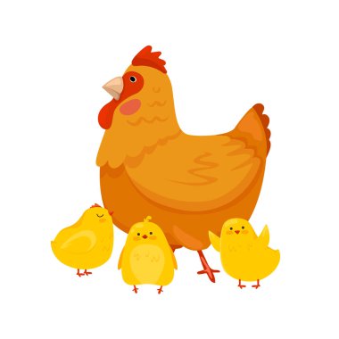 Anne tavuk yeni doğmuş yavrularıyla yürüyor. Evcil kırsal hayvanların şirin bir çizimi.
