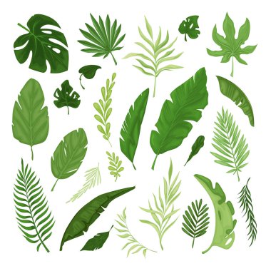 Çeşitli tropik yapraklardan oluşan bir vektör kümesi. Parlak renklerde botanik elementlerin siluet koleksiyonu. Ormanın egzotik yaprak fildişi, palmiye ağacı, muz yaprağı, canavar vs. Yaz için illüstrasyon