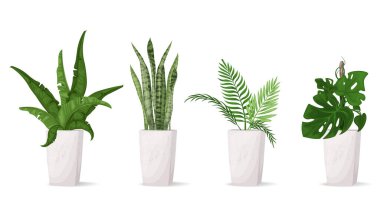 Ev için şık saksılarda bir dizi kapalı tropikal bitki. Beyaz arka planda çeşitli şık bitkiler, muz yaprakları ve sansevieria çiçekleri.