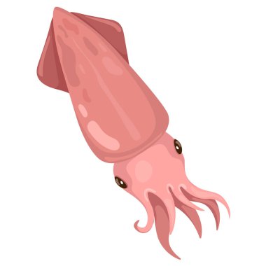 Taze deniz balığı mürekkep balığı, taze deniz ürünleri. Vektör illüstrasyonu