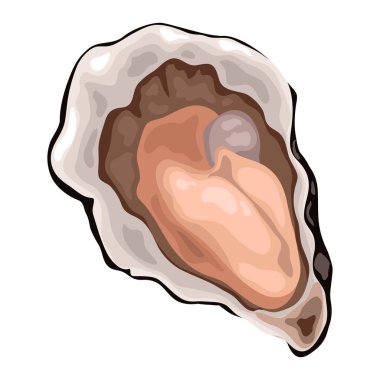 Taze deniz istiridyesi, taze deniz ürünleri. Vektör illüstrasyonu