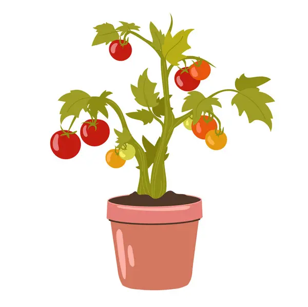 Выращивание Томатных Кустов Кастрюле Овощи Балконе Рисование Вручную Лицензионные Стоковые Иллюстрации