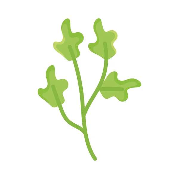 Φύλλα Κόλιανδρου Εικονίδιο Λευκό Φόντο — Διανυσματικό Αρχείο