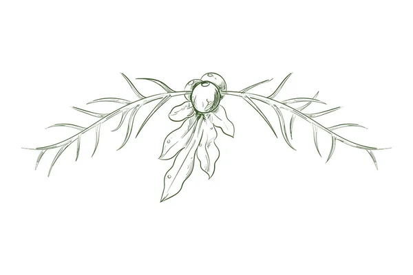 Mistletoe Siluet Vektor Atas Putih - Stok Vektor