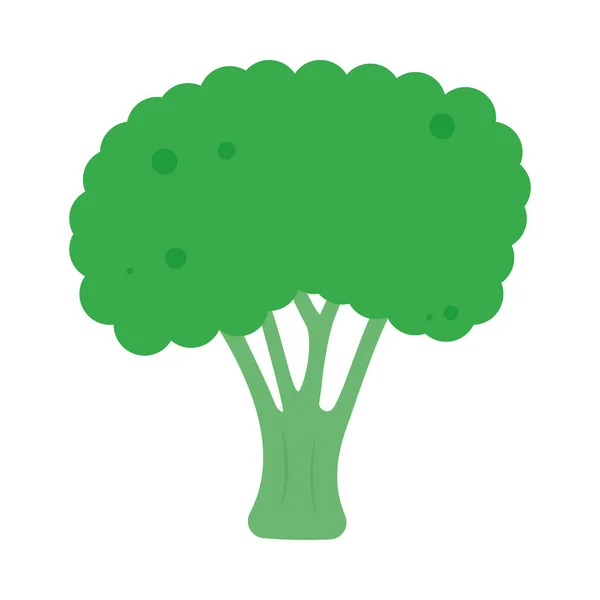 Broccoli Pictogram Witte Achtergrond — Stockvector