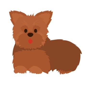 Beyaz arka planda sevimli Yorkie köpeği