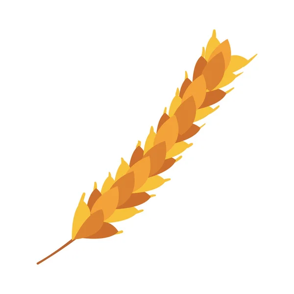 Плоска Гілка Пшениці Над Білим — стоковий вектор