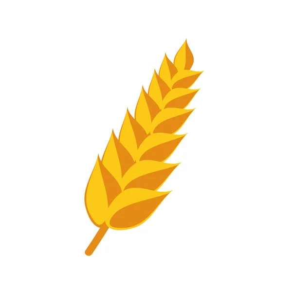 白の上に小麦の枝のデザイン — ストックベクタ
