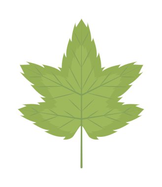 Beyaz arkaplanda yeşil akçaağaç yaprağı simgesi