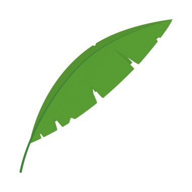 Beyaz arkaplanda muz yaprağı