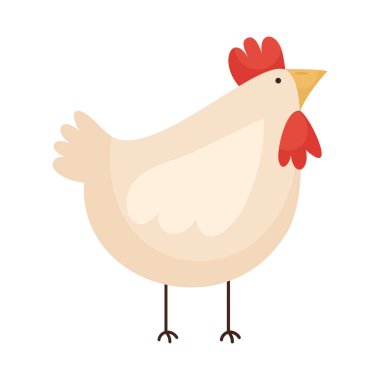beyaz arkaplanda çizgi film tavuk simgesi