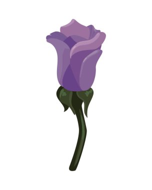 flat purple rose desing over white