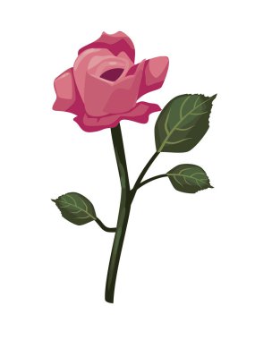 flat colored rose design over white