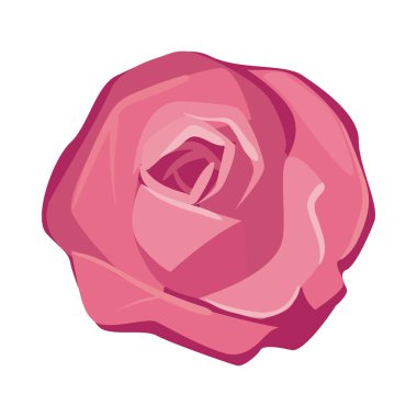 flat beautiful rose illustration over white