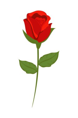 Beyaz yerine kırmızı gül dizaynı