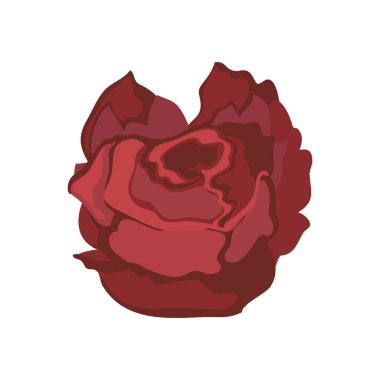 crimson rose design over white