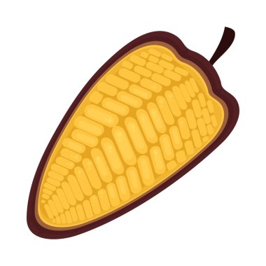 cocoa fruit nature product icon
