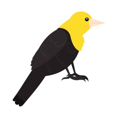 yellow and black bird animal