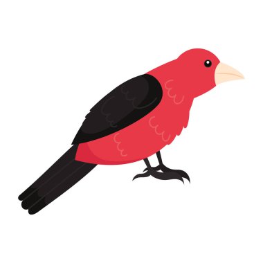 black and red bird animal