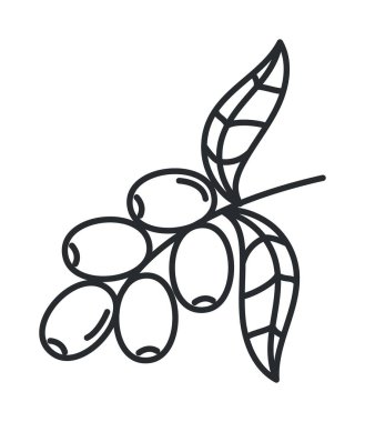 coffee plant seeds and leafs