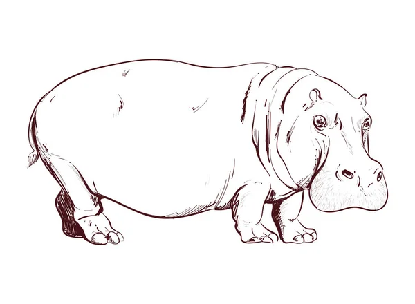 Ретро Дизайн Гіпопотама Над Білим — стоковий вектор